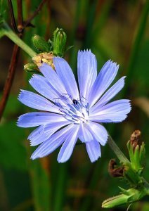 chicory 