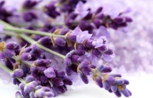 Lavander oil