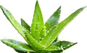 Aloe vera