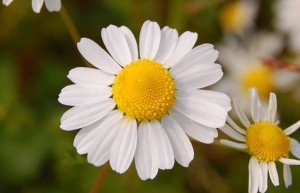 chamomile