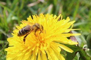 blossom pollen