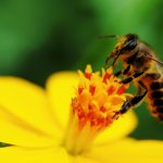 6 most effective home remedies for bee stings