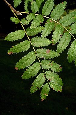 a rowan tree leaves