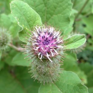 Burdock 