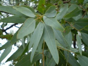 Eucalyptus leaves