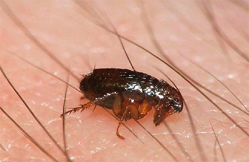 9 natural ingredients which are effective flea killers