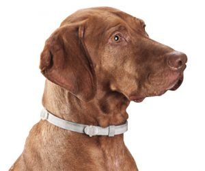  flea collar for dogs