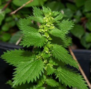 nettle