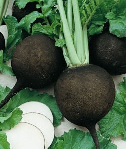  Black radish