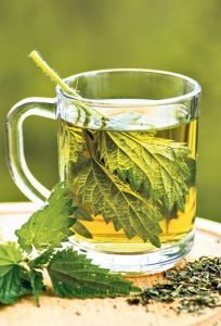  nettle tea 