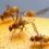 fruit flies