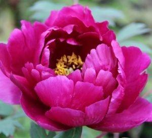 Peony