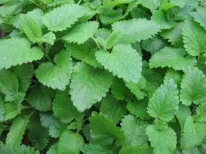 Lemon balm