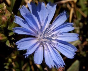 Chicory