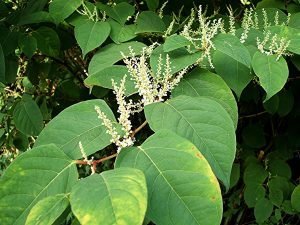 Knotweed