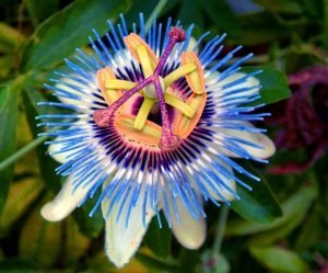 Passionflower