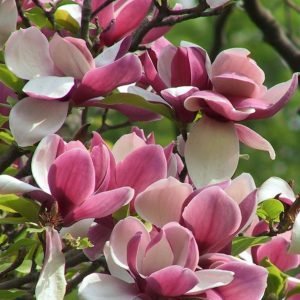 Chinese magnolia