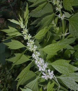 Motherwort