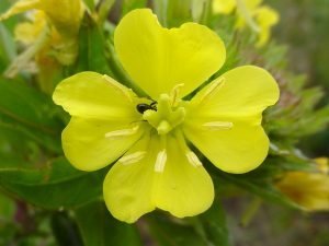 Evening primrose