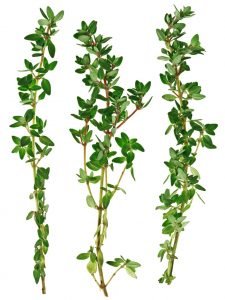 Thyme