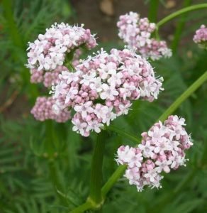 Valerian