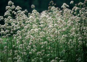 Valerian