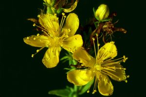 St. John's wort