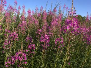 Willow herb