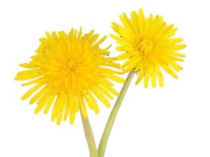 Dandelion