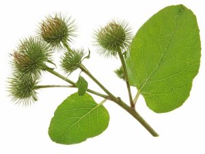 Burdock