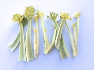 sea-kale