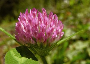 Red clover