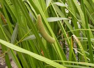 SWEET-FLAG-CALAMUS-Acorus-calamus[1]