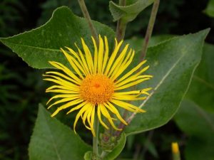 elecampane2[1]